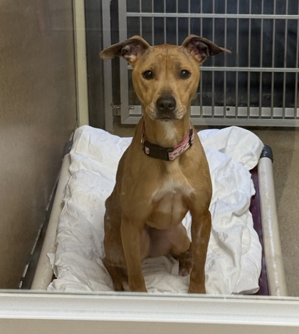 Willow Second Chance
